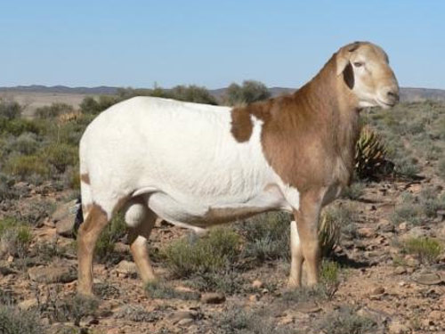 sheep